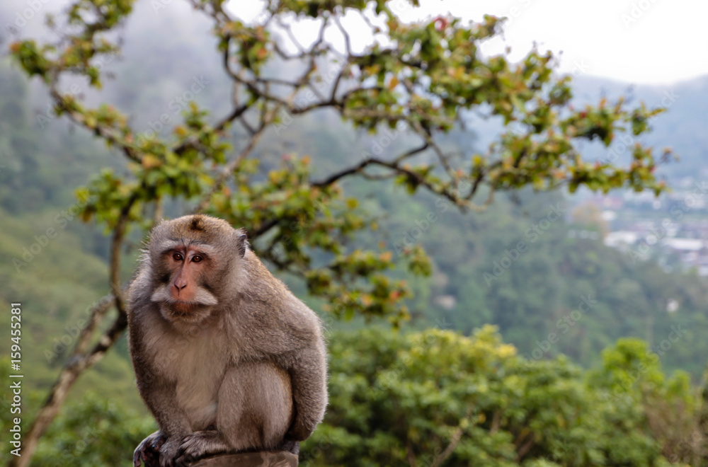 Fototapeta premium Landscape with a monkey on the background of mountainous terrain