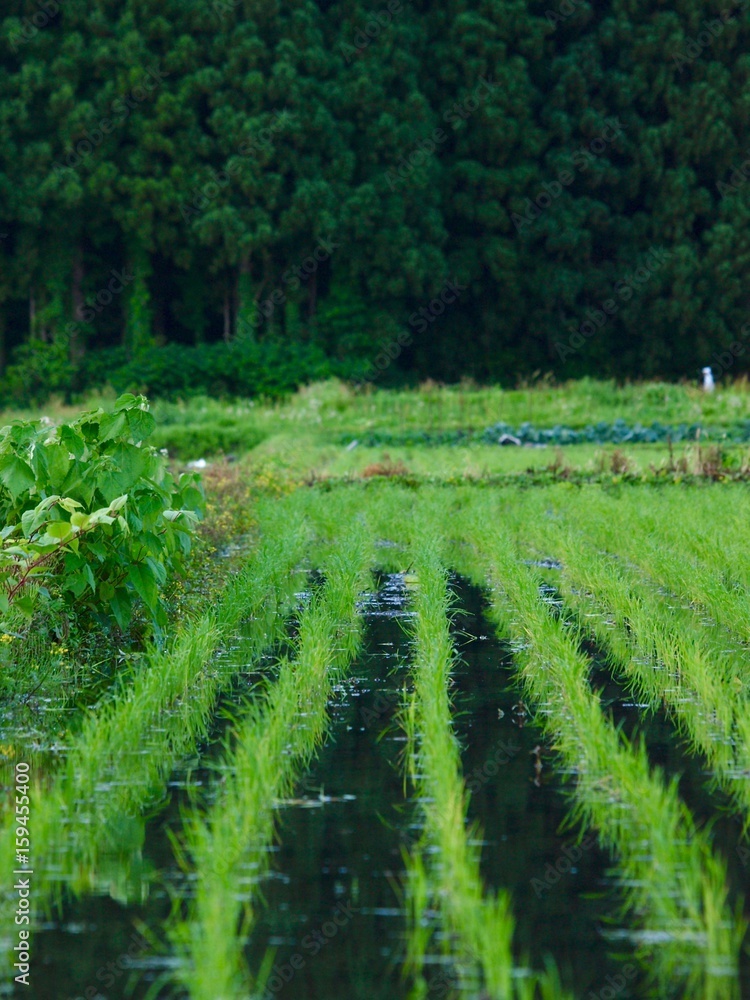 ricefield/Minamiuonuma,Niigata ricefield/Minamiuonuma,Niigata