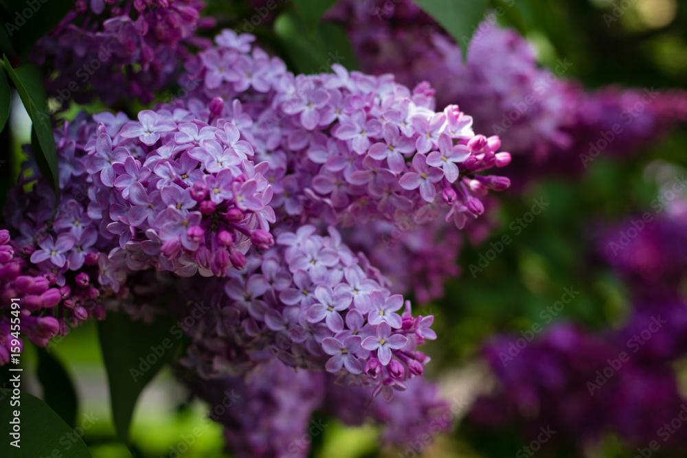 Large branches of lilac blossoms in the Park Large branches of lilac blossoms in the Park