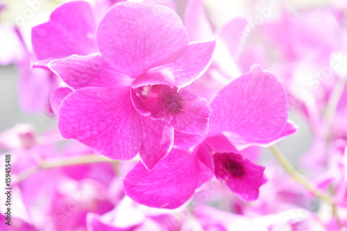 pink orchids flower in garden.