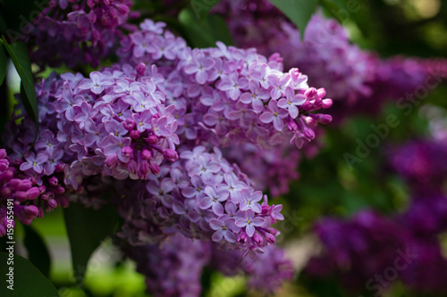 Large branches of lilac blossoms in the Park