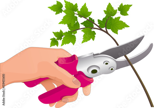 The hand holds the pruner