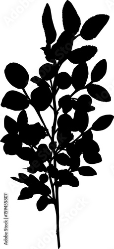 black blueberry branch silhouette on white