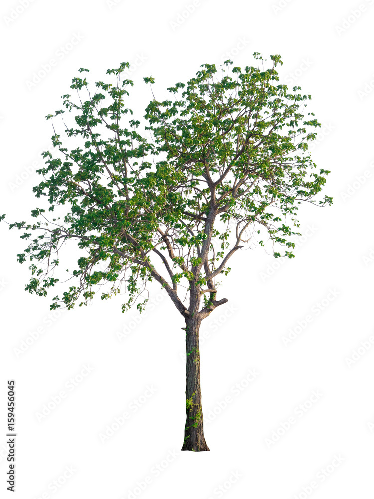 Obraz premium Tree isolated on white background. clipping path.