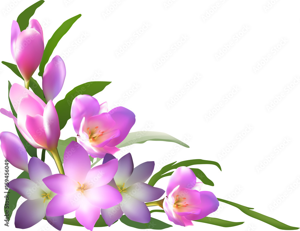 lilac crocus blooms corner isolated on white lilac crocus blooms corner isolated on white