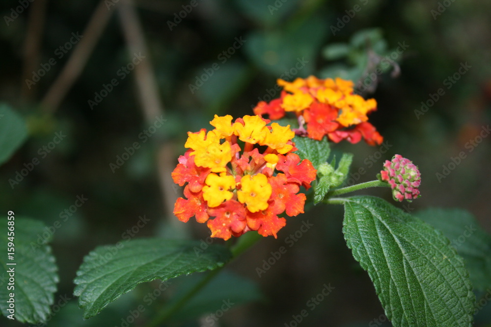 Flower Flower