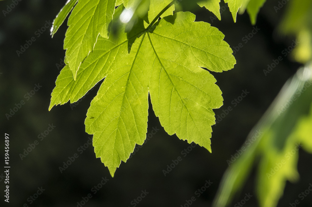 Light shining trough leaf Light shining trough leaf
