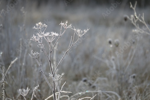 Icy Meadow © Clemens