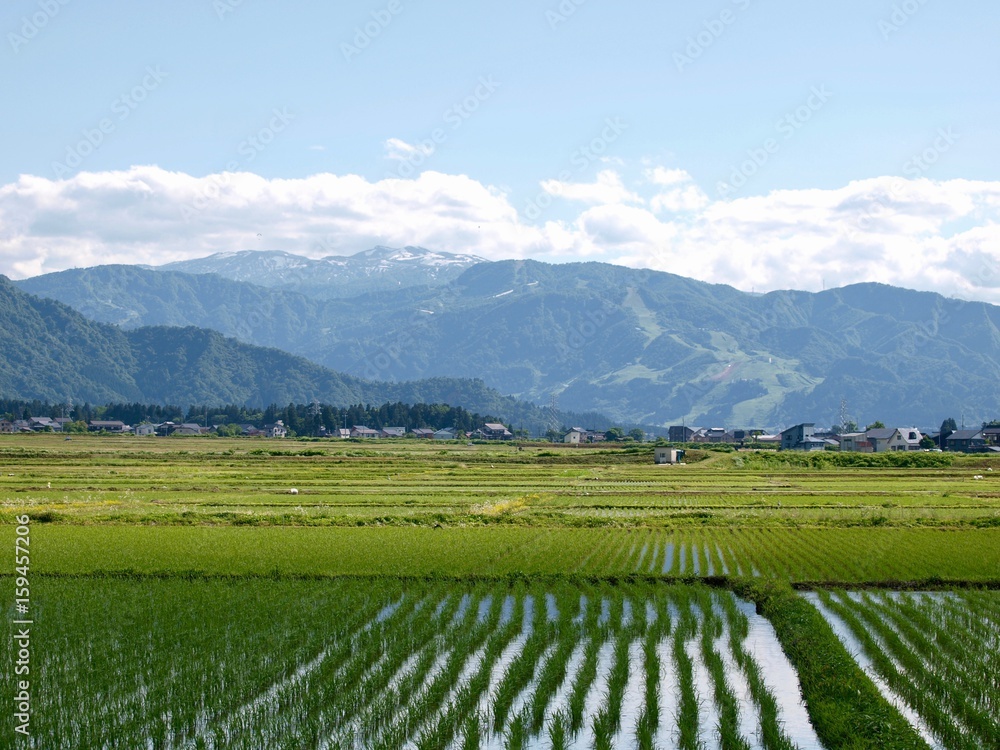 ricefield/Minamiuonuma,Niigata