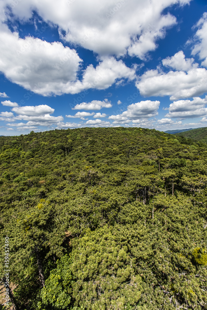 hills covered with green forest hills covered with green forest