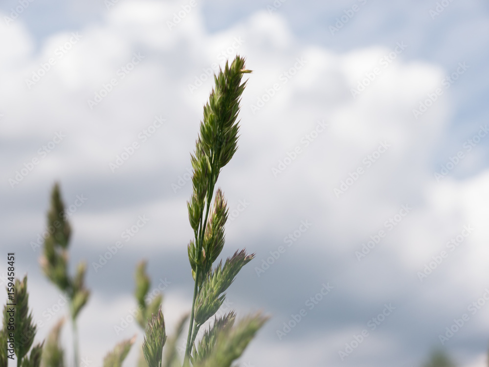 Single grass spikelet with blue sky background. Single grass spikelet with blue sky background.