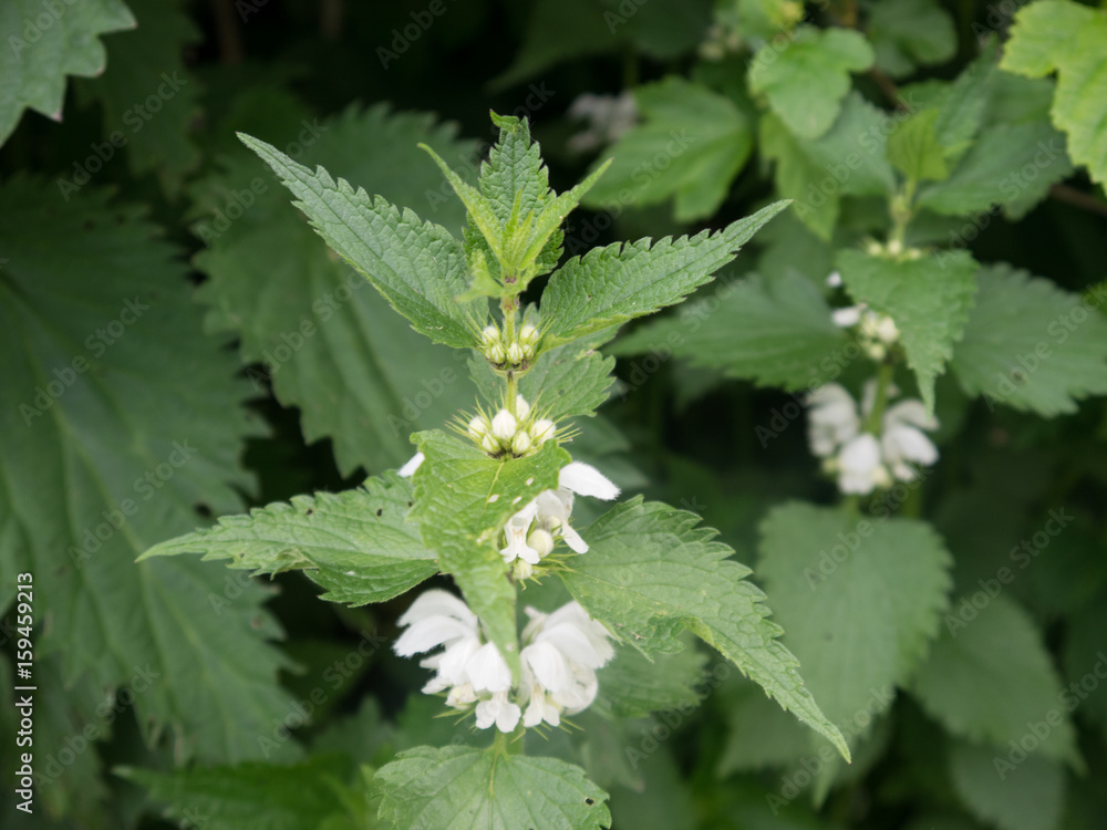 Nettle plant white blossoming flowers Nettle plant white blossoming flowers