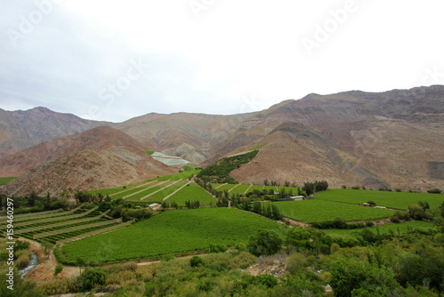 Vineyards used for Pisco in the dry Elqui Valley, Chile, South America photo