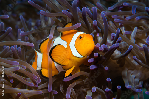 Obraz na płótnie Clownfisch in Anemone