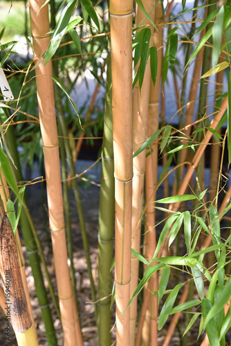 Bambous au printemps au jardin