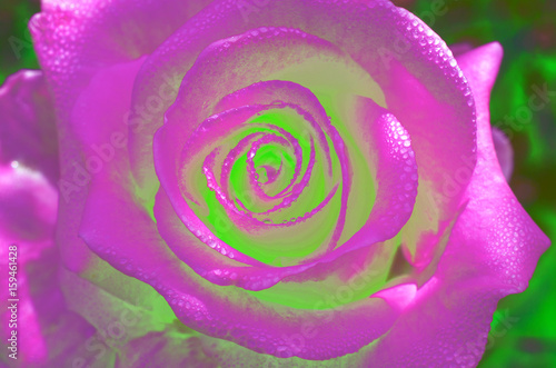 Pink rose background    fresh flower with water drops