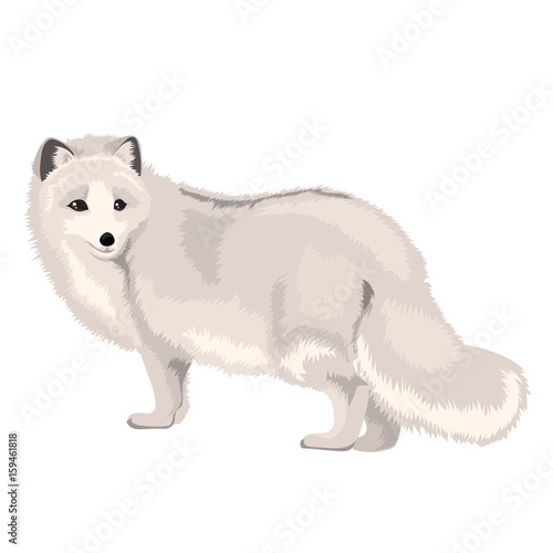 Vector Illustration Arctic Fox