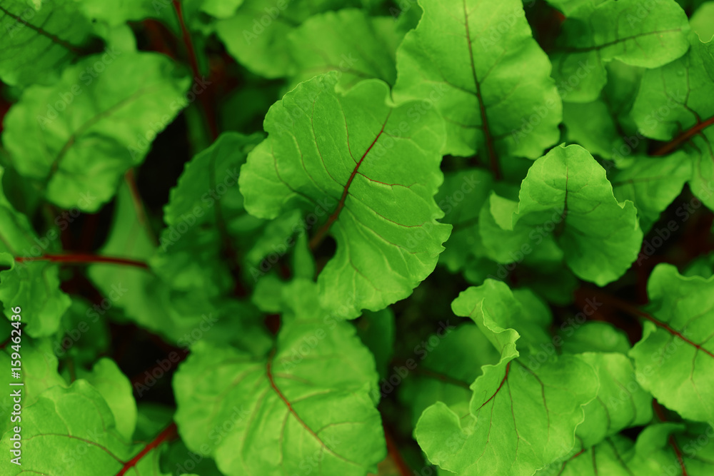 Red beet leaves in a garden Red beet leaves in a garden
