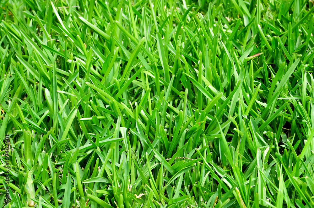 Grass closeup, textured background Grass closeup, textured background