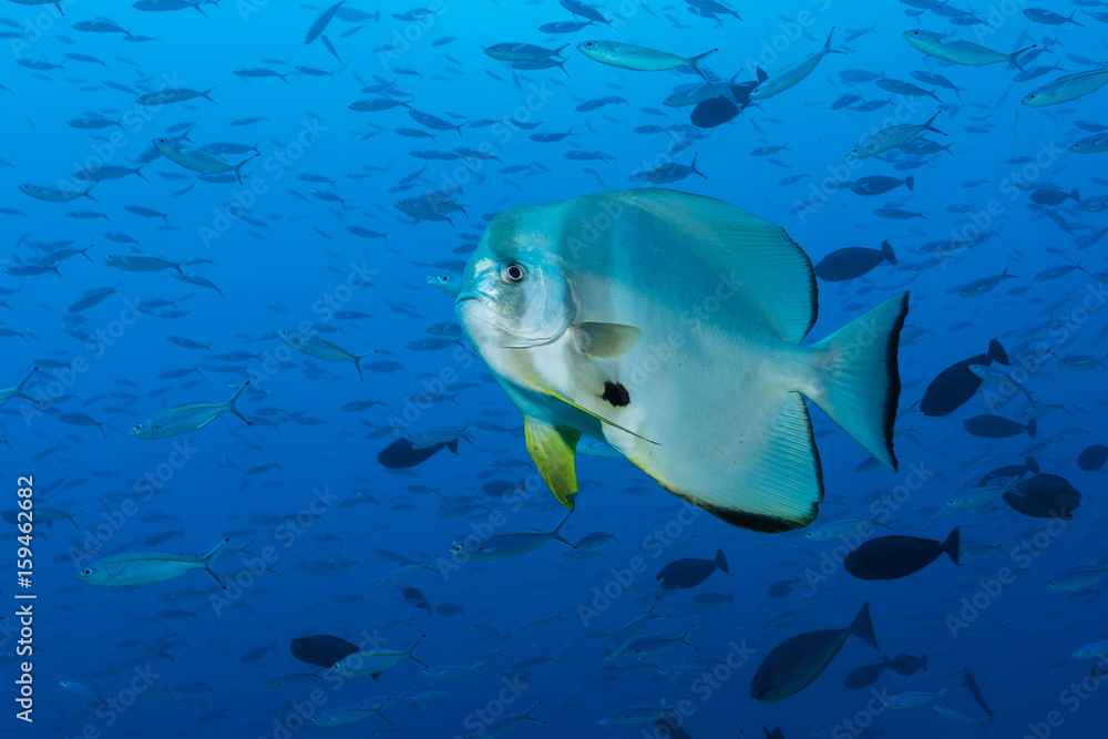 Fototapeta premium Fledermausfisch 