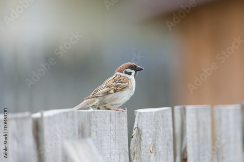 Sparrow sits on fence