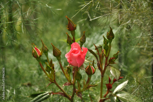 Rosarote Rosenblüten und Knospen im Juni