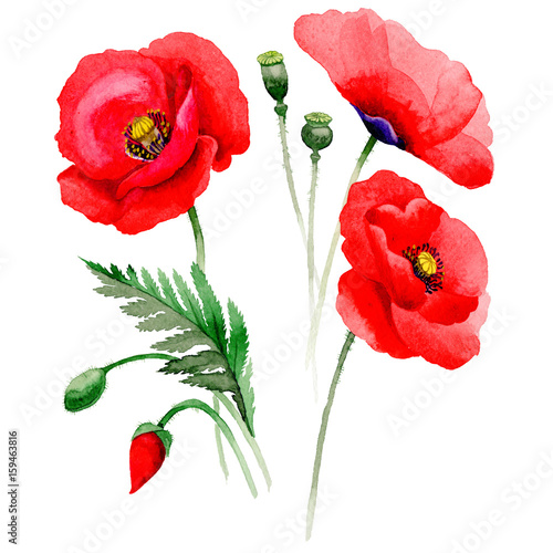 Fototapeta Naklejka Na Ścianę i Meble -  Wildflower poppy flower in a watercolor style isolated.