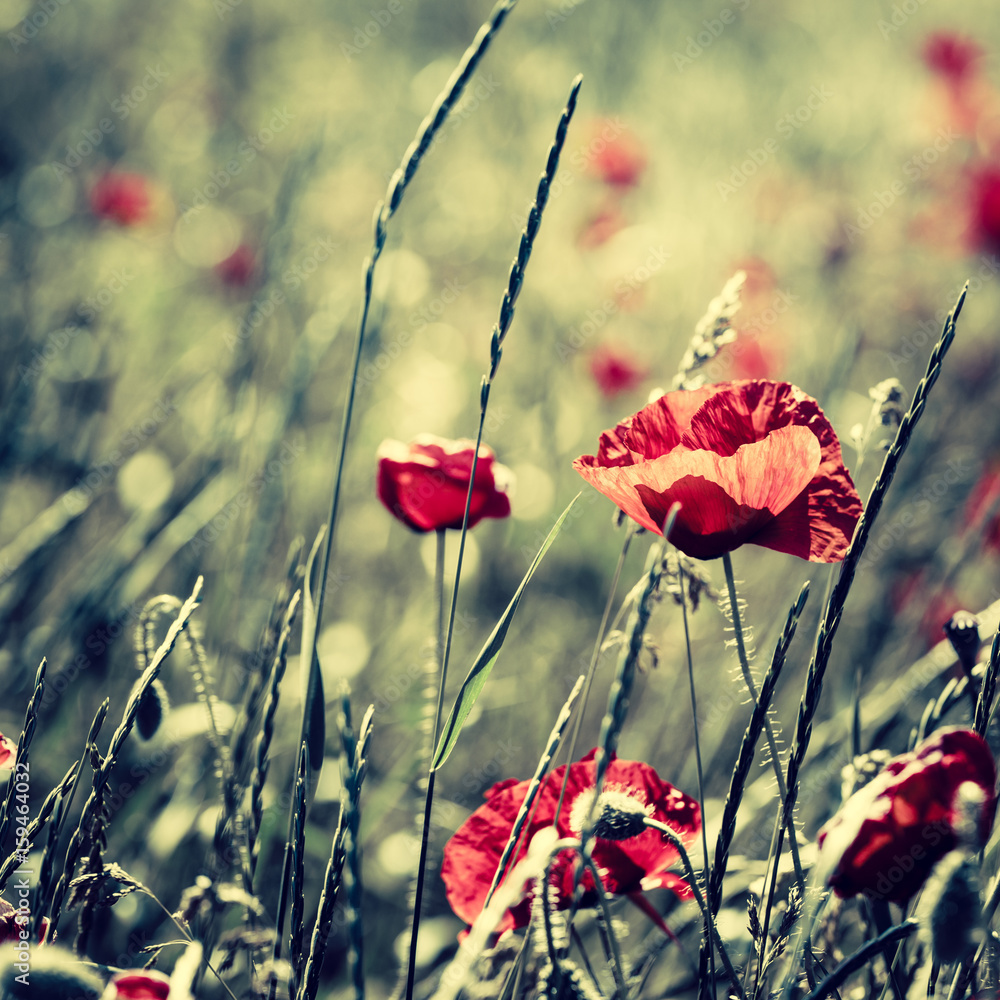 Naklejka premium Red poppies in the summer field