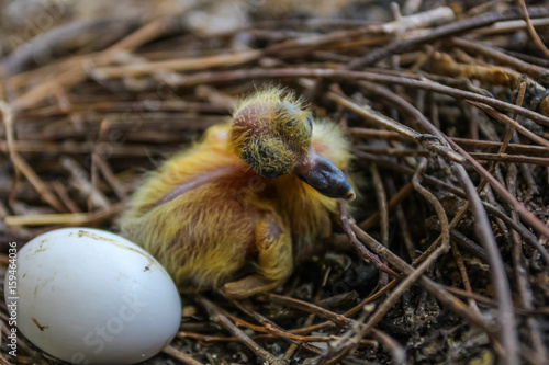 Close-up shot of the newborn pigeon bird with an egg on the nest.
