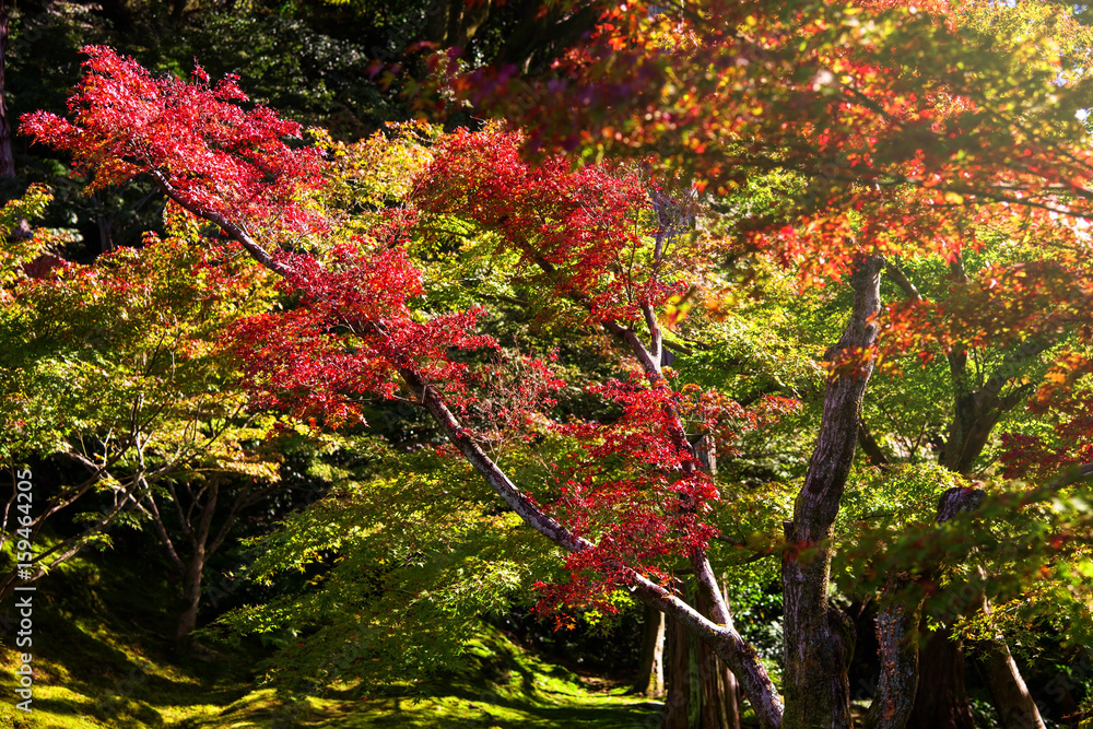 Fall foliage colors against sunlight Fall foliage colors against sunlight