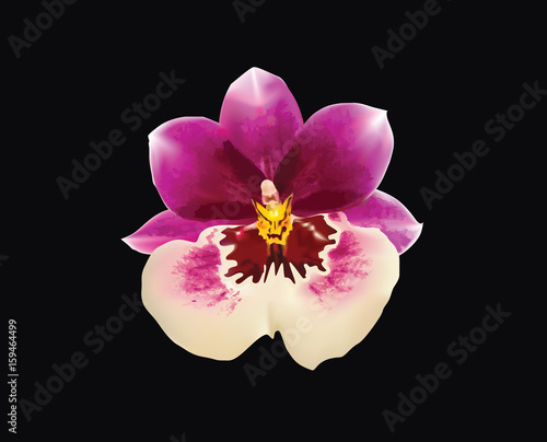 Miltonia vector. Isolated flower of orchid miltonopsis up close. Beautiful pink   white orchid flower on black background.