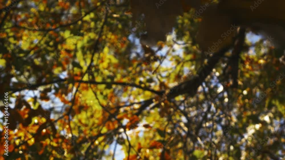 Slow motion of orange and green autumn leaves falling from trees. colorful fall season. Sunny afternoon. Slow motion of orange and green autumn leaves falling from trees. colorful fall season. Sunny afternoon.