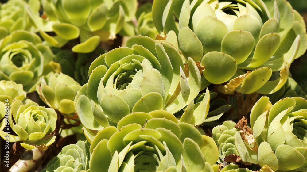 Green succulent plants on a warm summer day Green succulent plants on a warm summer day