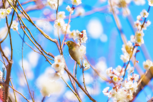 The Japanese White-eye and white plum blossoms. Located in Tokyo Prefecture Japan.
