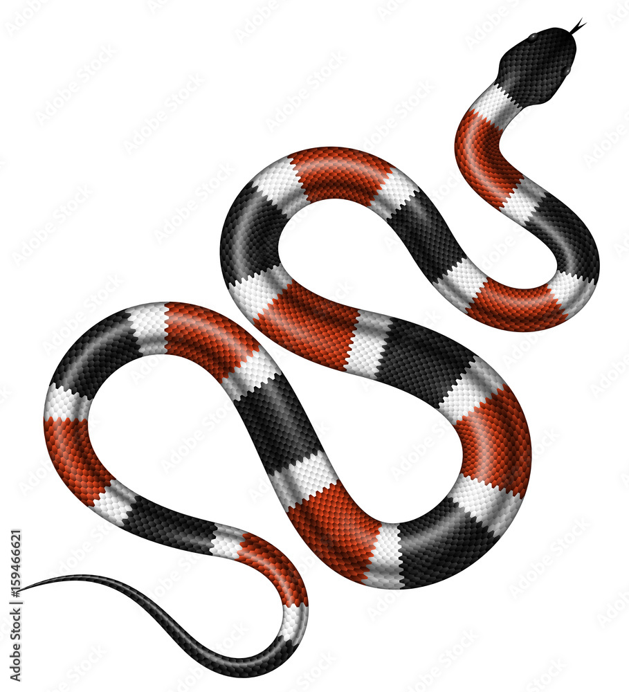 Obraz premium Ilustracja wektorowa węża koralowego. Na białym tle tropikalny wąż na białym tle.