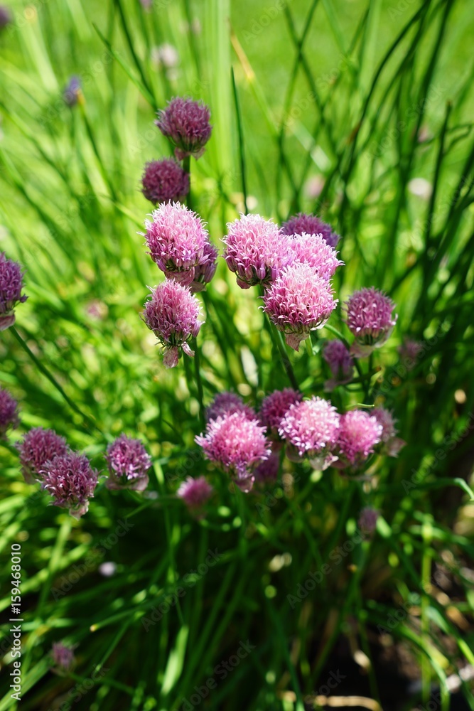 Lila blühender Schnittlauch - allium schoenoprasum Lila blühender Schnittlauch - allium schoenoprasum