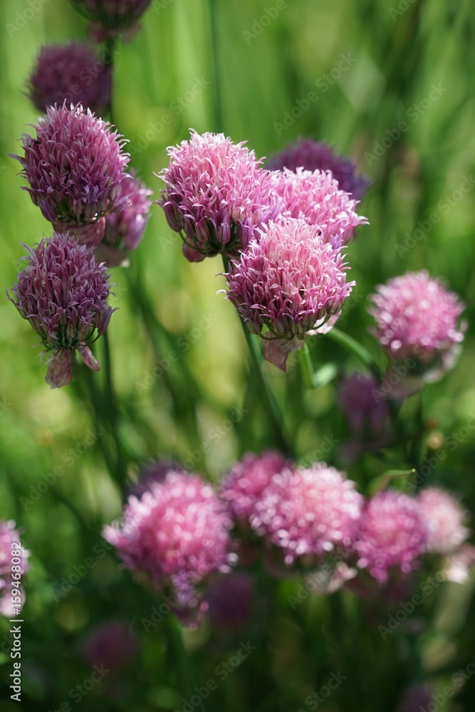 Lila blühender Schnittlauch - allium schoenoprasum Lila blühender Schnittlauch - allium schoenoprasum