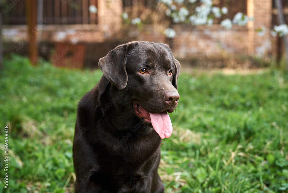 Dog with his tongue out, black labrador