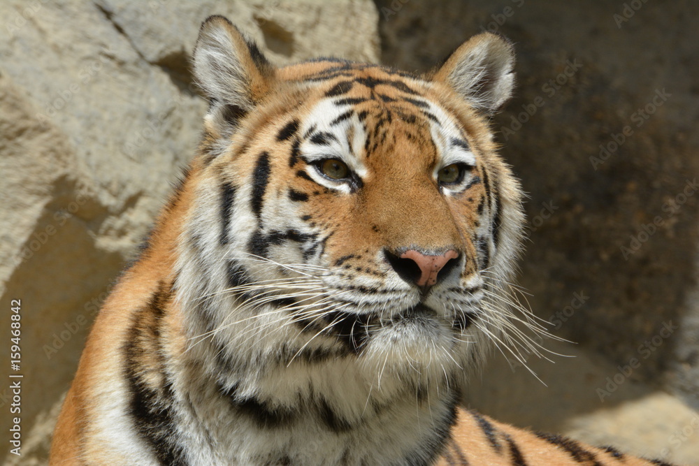 Obraz premium Tiger