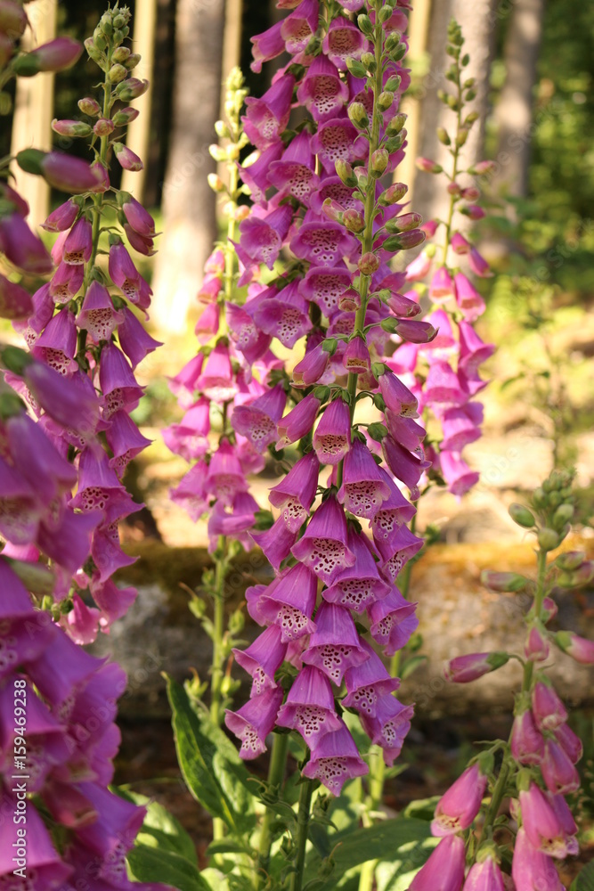 Obraz premium Roter Fingerhut - Digitalis purpurea