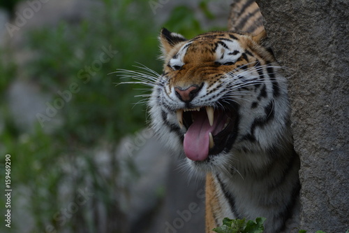 Fototapeta Naklejka Na Ścianę i Meble -  Tiger