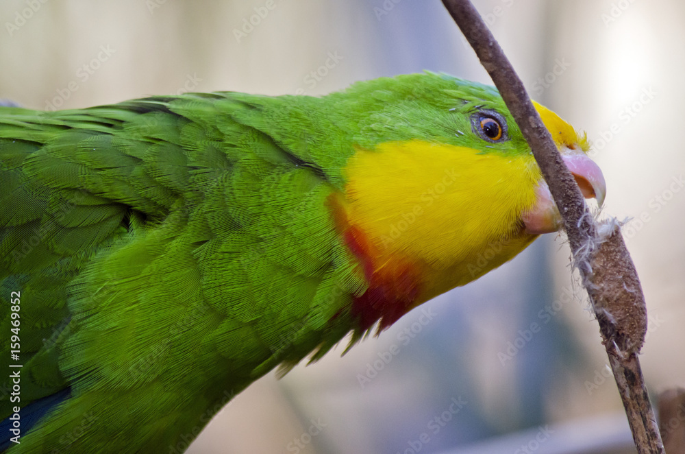 Obraz premium Superb parrot