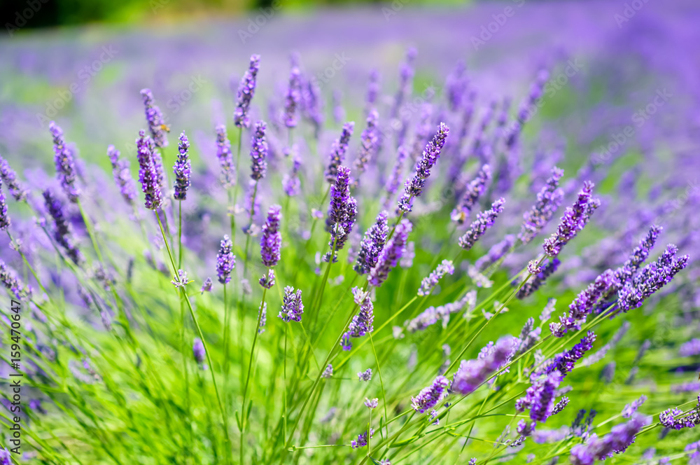 Obraz premium Field of lavender on a beautiful sunny day