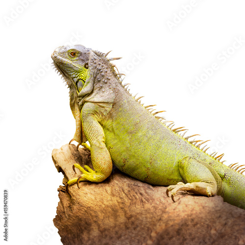 Green iguana © fotoslaz