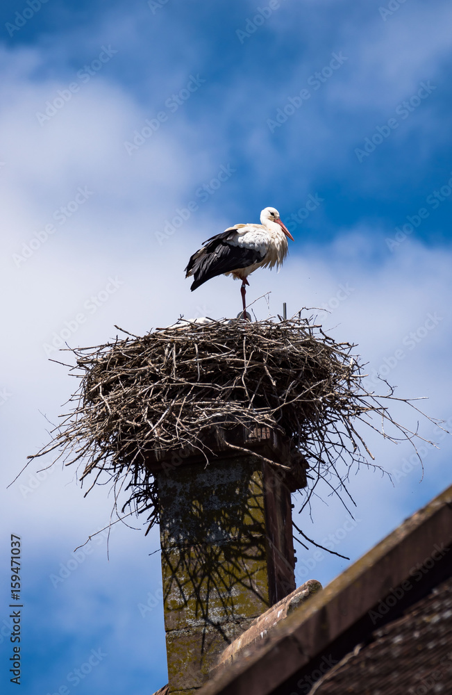 Storch
