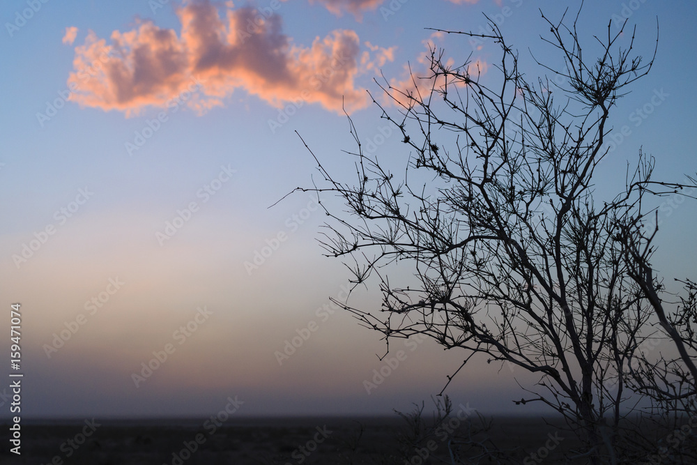 Siluate of dead tree in evening time Siluate of dead tree in evening time