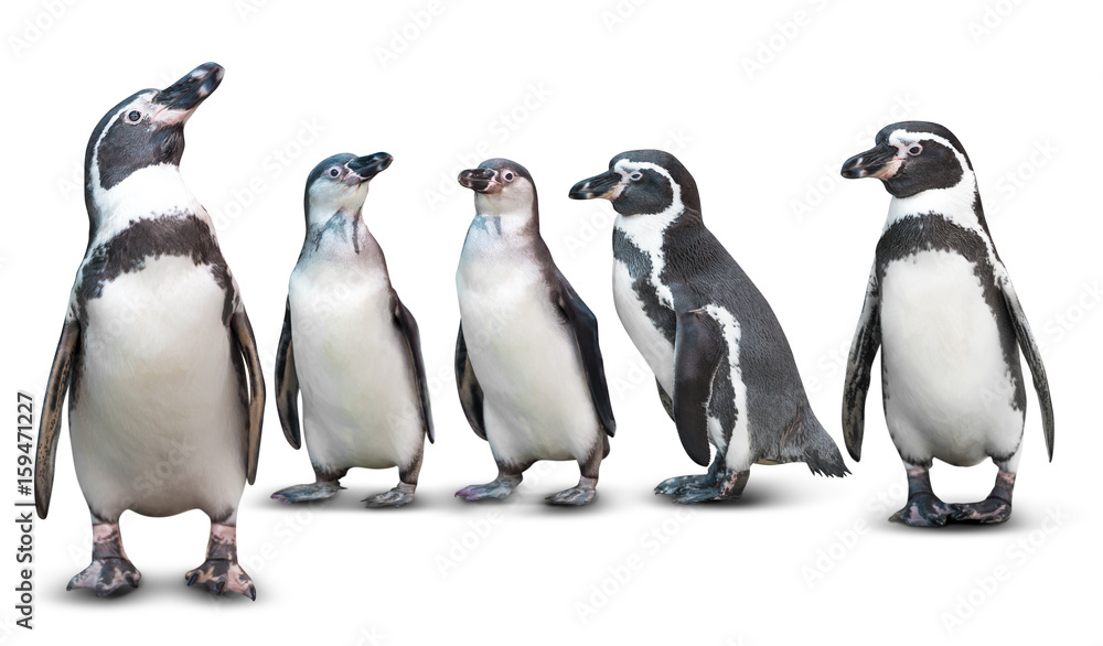 Obraz premium Pingwin odizolowywający