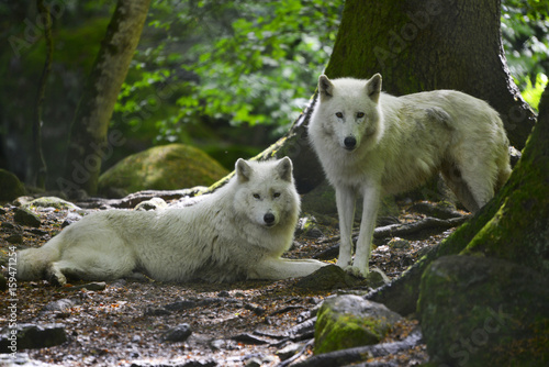 Couple de loups blancs d'Europe en forêt dans les Pyrénées, département de l'Ariège en région Occitanie, France photo