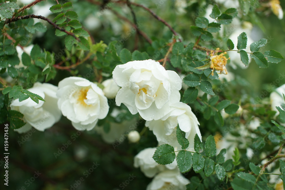 White rose in the rain White rose in the rain