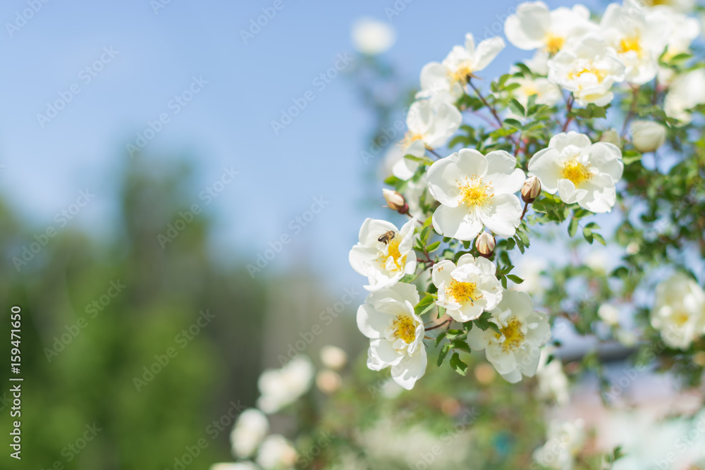 Bush of white roses on a background of blue sky. Floral background with space for text. Beautiful white roses.